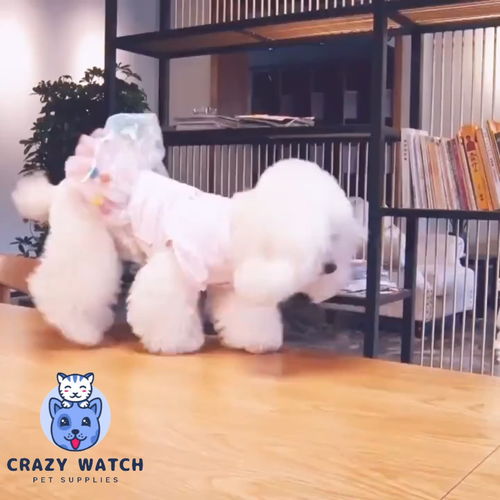 寵物比熊寶寶花花的時尚穿搭 屁屁對著你們的小裙子萌翻全場