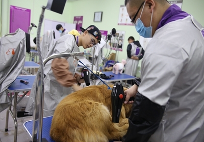 宜春學習寵物美容師及寵物用品行業前景分析