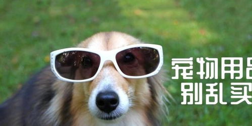 這五種寵物用品買回家就閑置，但鏟屎官基本都會中招